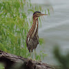 Green Heron       Juvenile