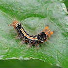 Tussock Moth caterpillar