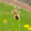 Wolf Spider