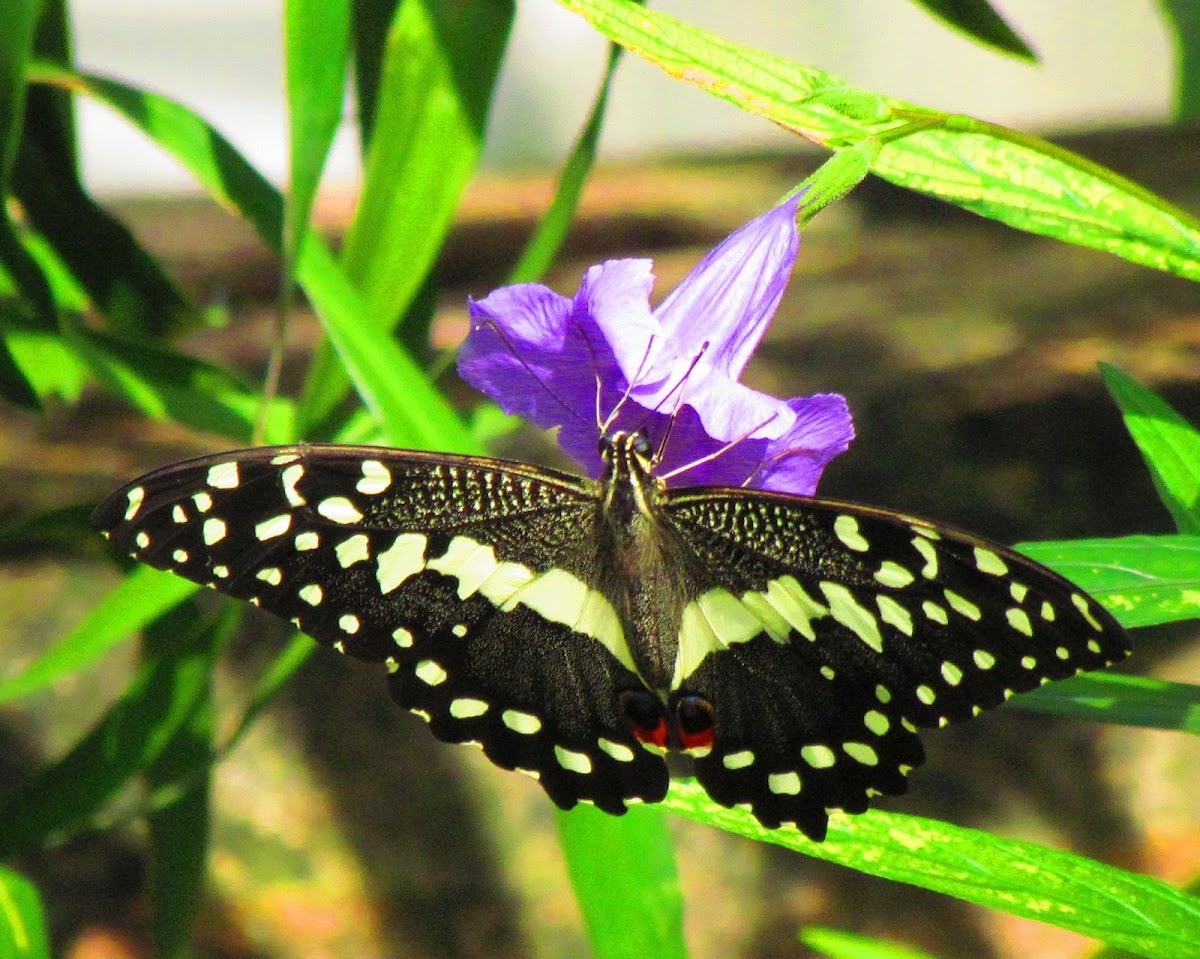 Citrus Swallowtail