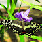 Citrus Swallowtail