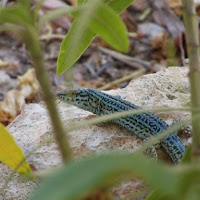 Lucertola di 