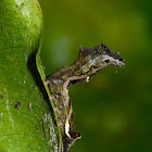 Caterpillar in a Threatening Predator Pose