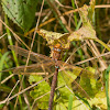 Brown Hawker