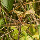 Brown Hawker