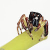 Jumping Spider