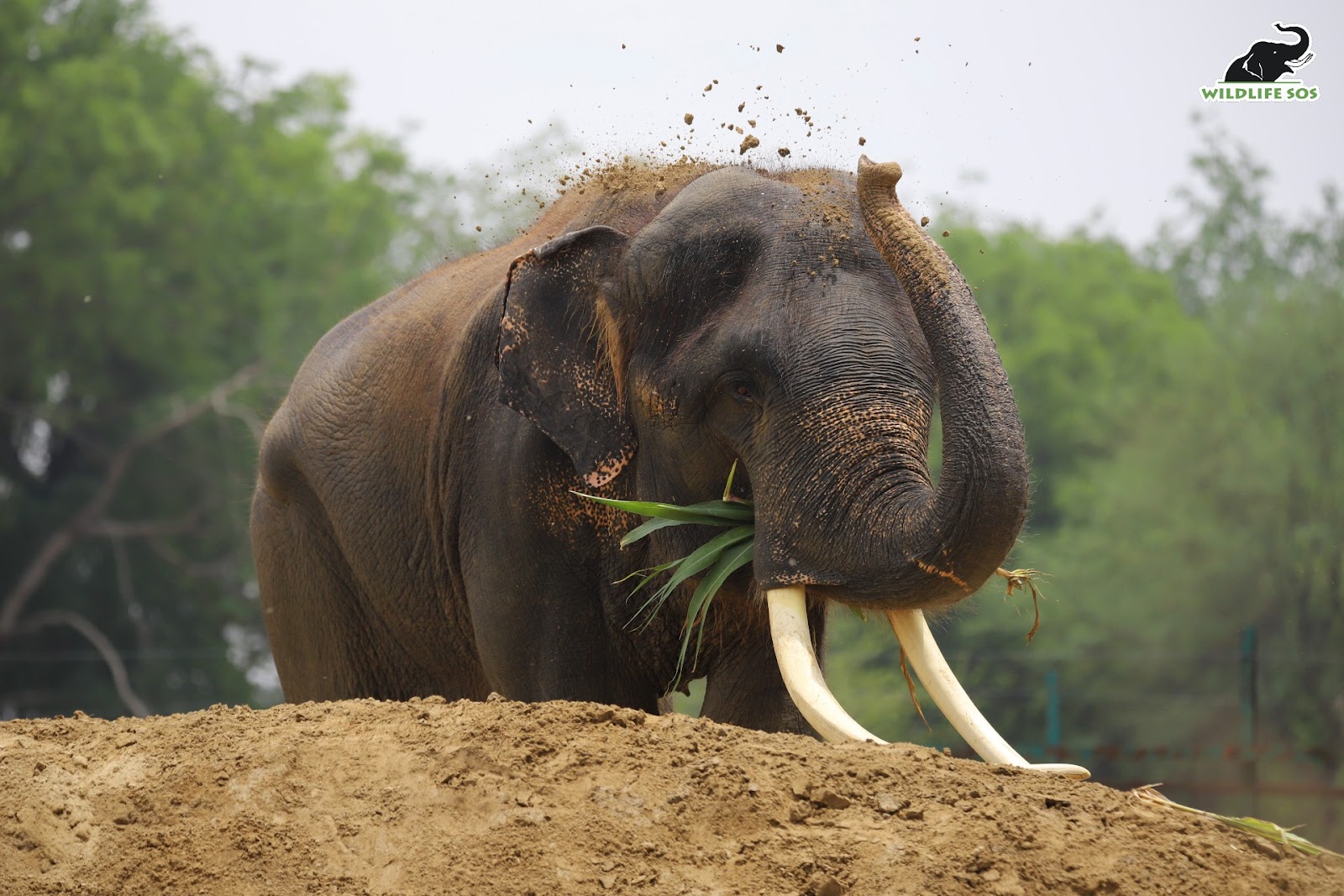 elephant mud bathing