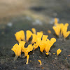 Fan Shaped Jelly Fungus