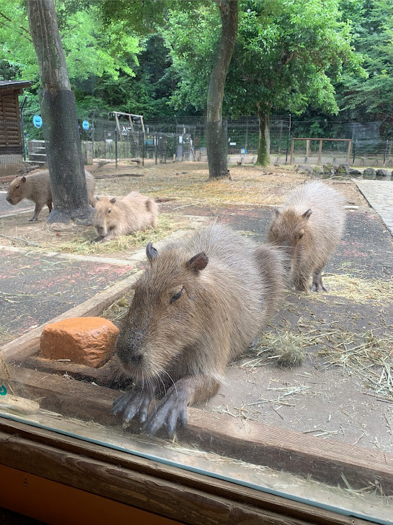 の投稿画像4枚目