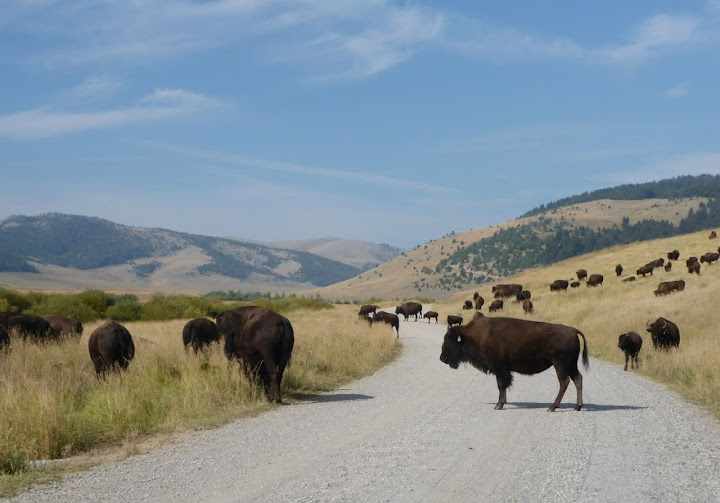 Ted Turner Bison