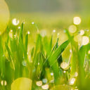 Green Rice in the Sun