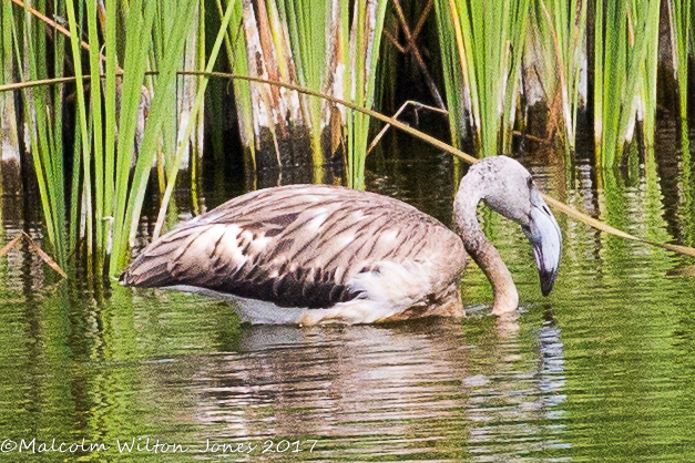 Greater Flamingo; Flamenco