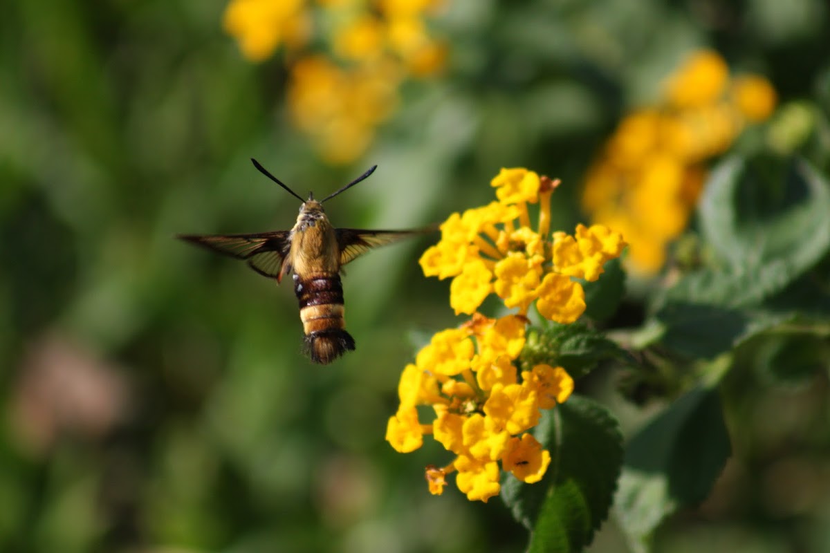 snowberry clearwing moth