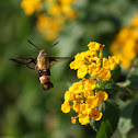 snowberry clearwing moth