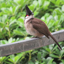 Red-whiskered Bulbul