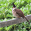 Red-whiskered Bulbul