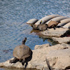 Northern Map Turtle