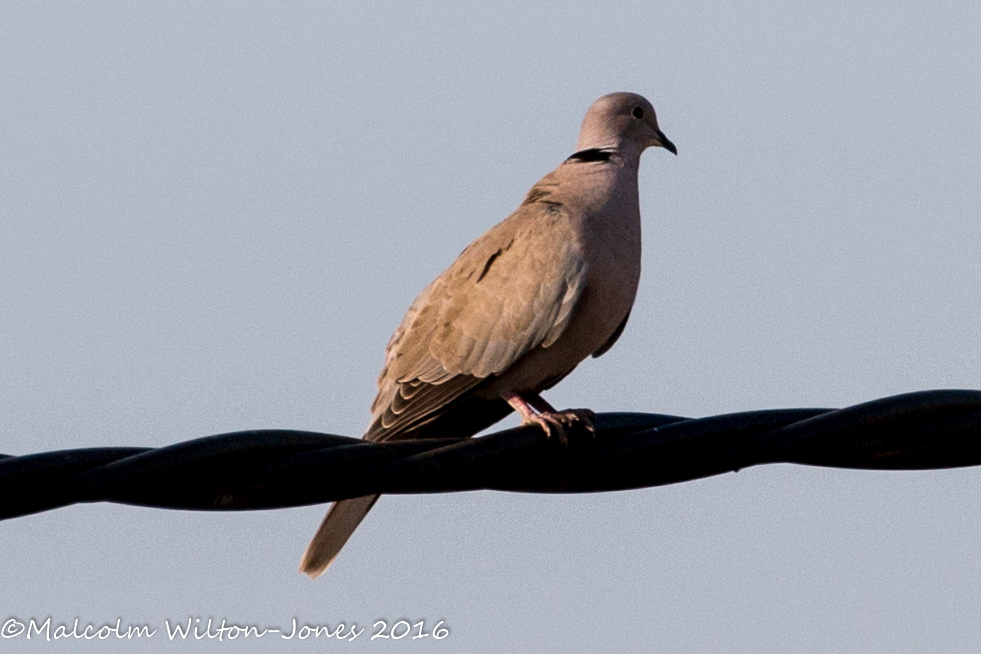 Collared Dove; Tórtola Turca