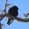 Common starling