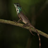 Sri Lankan kangaroo lizard