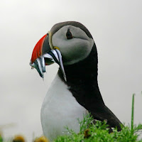 Puffin Islandese di 