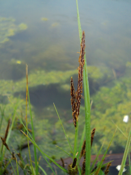 Aqua Sedge