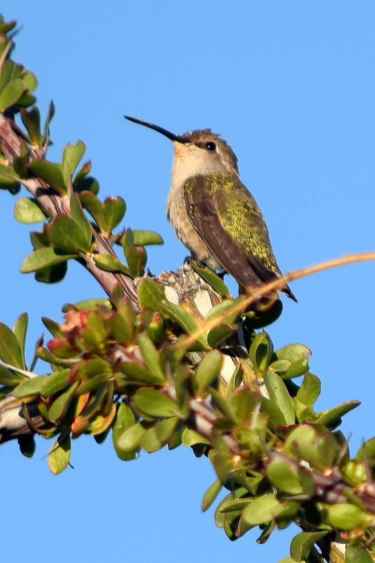 Costa's Hummingbird (female)