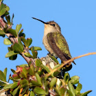 Costa's Hummingbird (female)