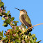 Costa's Hummingbird (female)