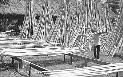 Traditional methods of processing rattan