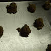 Thumbnail For Coconut Butterscotch Cookies