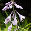 Hosta flower