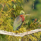 Green heron