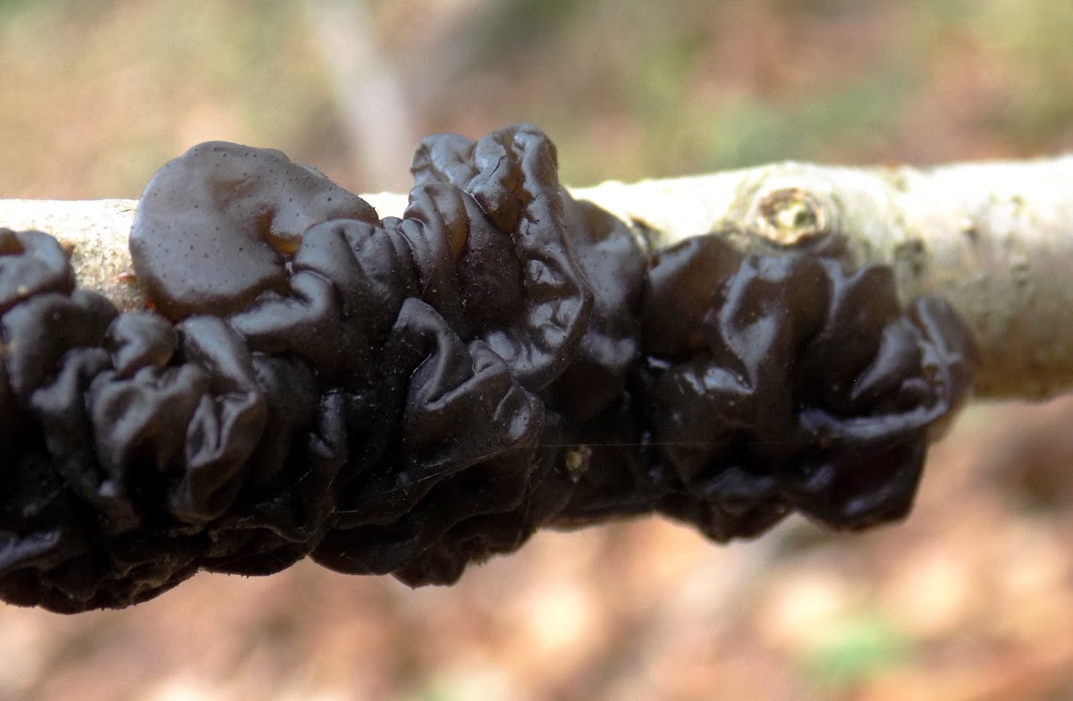 Black witches' butter