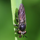 asildid fly