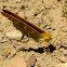 Silver-washed fritillary