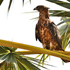 honey buzzard