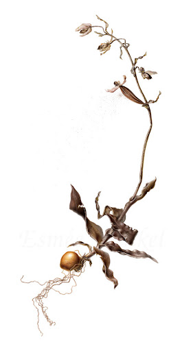 Root of Hope