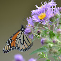 Monarch butterfly