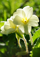 Primula vulgaris by Maurice Godefridi -   ( spring, primrose, primula, garden, wild flower )