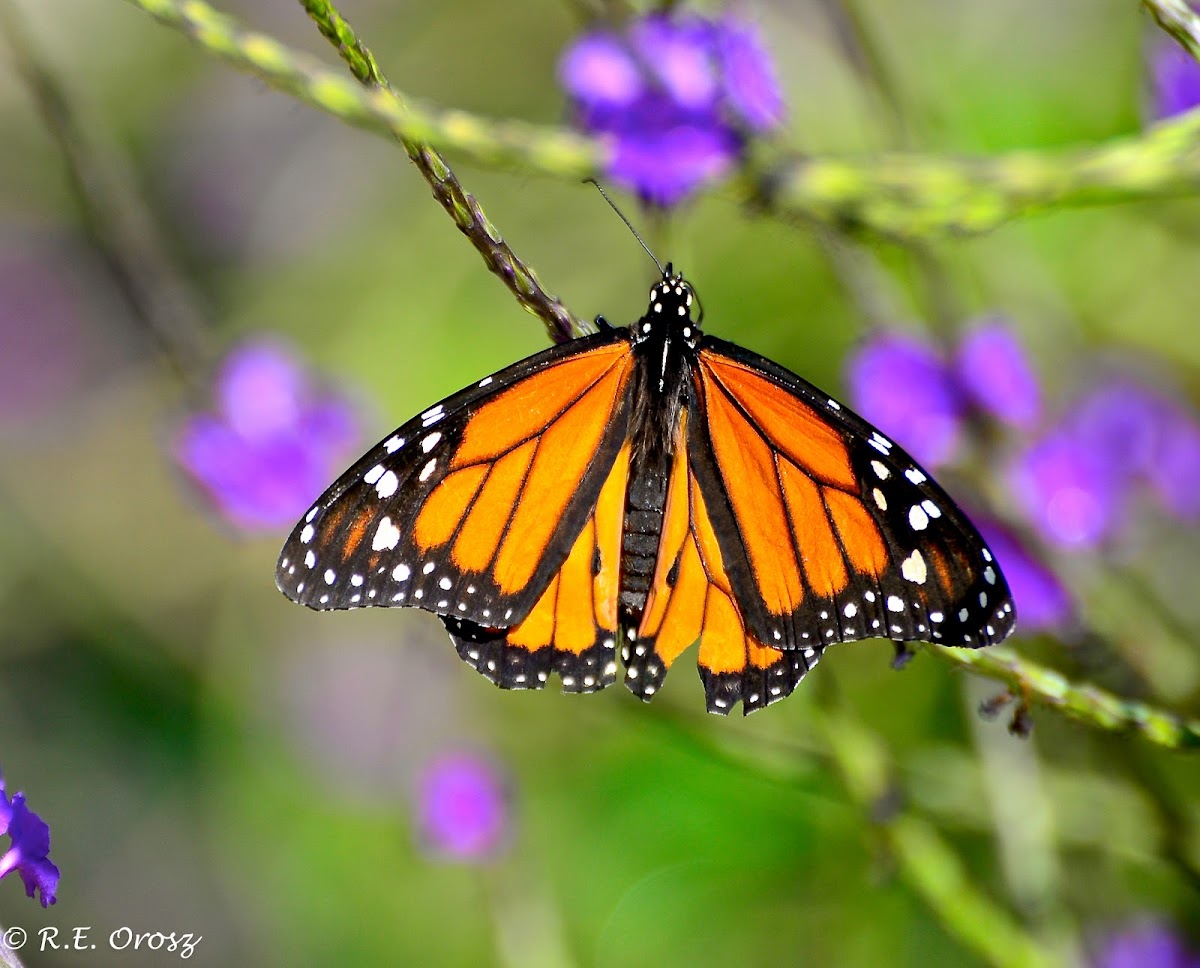 Monarch butterfly