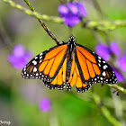 Monarch butterfly