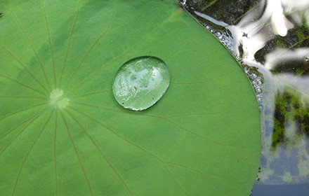 The Floating Water Lily Leaf small promo image