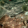 Column Crater Coral