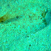 Peacock Flounder