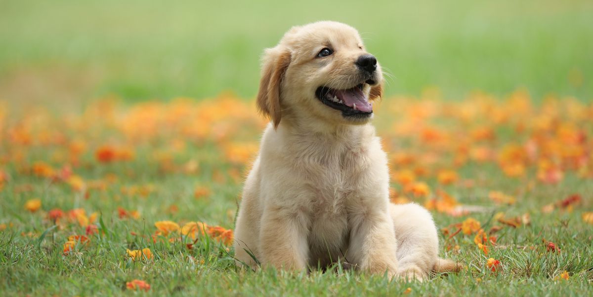 The 25 Cutest Dog Breeds - Most Adorable Dogs and Puppies|624px;x300px;