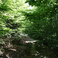 sottobosco di 