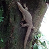 Clouded monitor lizard