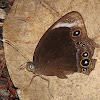 White-bar bushbrown