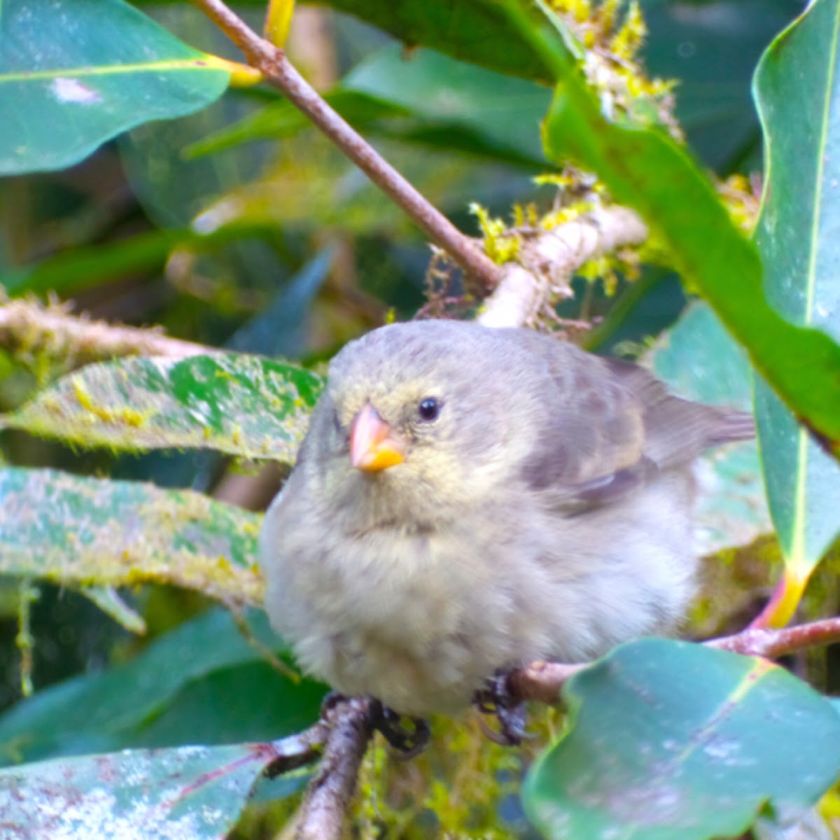 Small Ground Finch